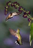 hummingbird, hummingbird photography, hummingbird fine art, Victoria Stamm, hummingbird flight, hummingbird moments