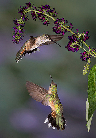 hummingbird, hummingbird photography, hummingbird fine art, Victoria Stamm, hummingbird flight, hummingbird moments