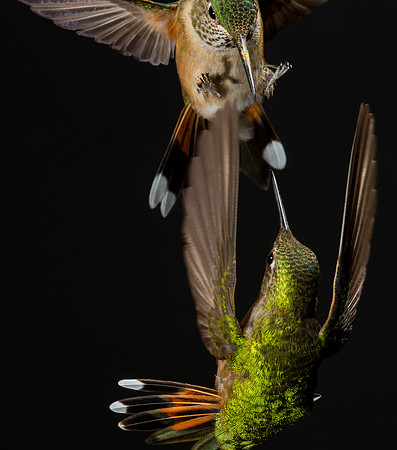 Stamm, Victoria, art, fine, flight, hummingbird, hummingbird, hummingbird, hummingbird, hummingbird, moments, photography