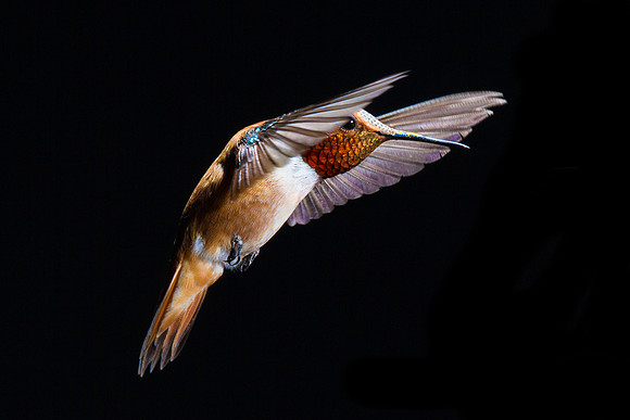 hummingbird, hummingbird photography, hummingbird fine art, Victoria Stamm, hummingbird flight, hummingbird moments