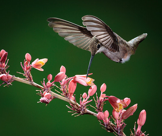 Stamm, Victoria, art, fine, flight, hummingbird, hummingbird, hummingbird, hummingbird, hummingbird, moments, photography