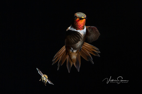 Victoria-Stamm-hummingbirds-Dancing in the Dark