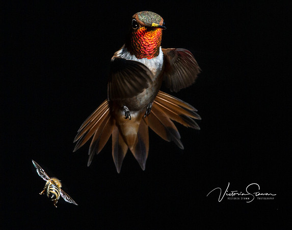 Victoria-Stamm-Humminbirds-Victoria-Stamm-hummingbirds-Dancing in the Dark-2