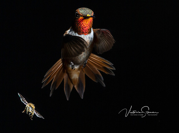 Victoria-Stamm-Humminbirds-Victoria-Stamm-hummingbirds-Dancing in the Dark-4