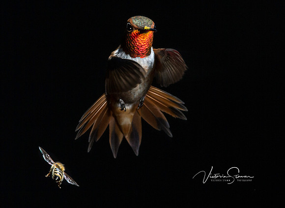 Victoria-Stamm-Humminbirds-Victoria-Stamm-hummingbirds-Dancing in the Dark-3000