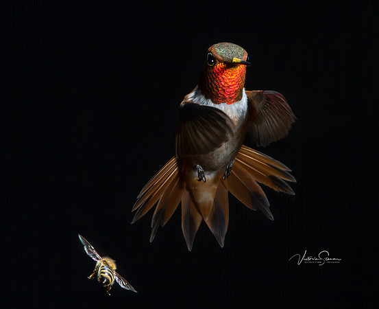 Victoria-Stamm-Humminbirds-Dancing in the Dark-AI sharpen crop