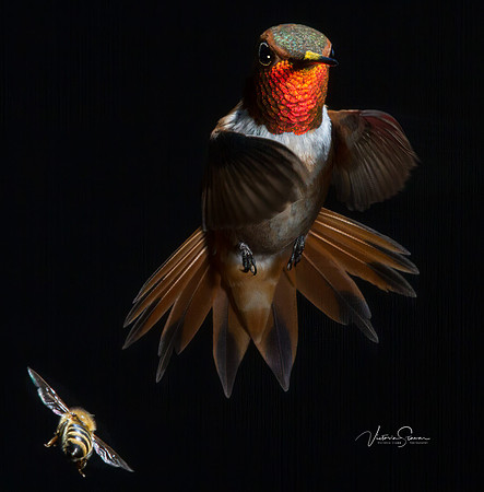 Victoria-Stamm-Humminbirds tight crop-Dancing in the Dark-Edit