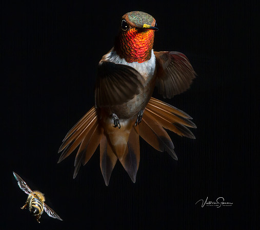 Victoria-Stamm-Humminbirds R out-Dancing in the Dark-Edit