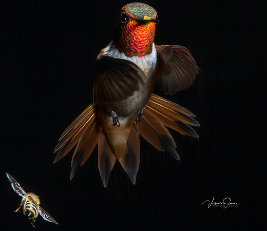 Victoria-Stamm-Humminbirds R out more-Dancing in the Dark-Edit