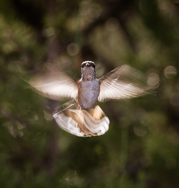 Victoria Stamm Hummingbird Photography | Hummingbirds: Movement