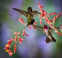 hummingbird, hummingbird photography, hummingbird fine art, Victoria Stamm, hummingbird flight, hummingbird moments