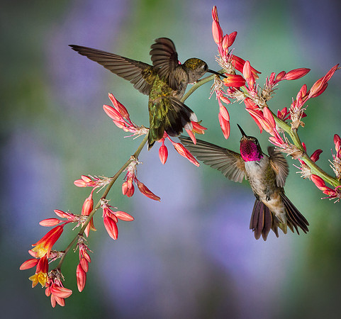 hummingbird, hummingbird photography, hummingbird fine art, Victoria Stamm, hummingbird flight, hummingbird moments