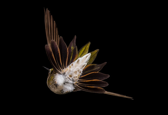 hummingbird, hummingbird photography, hummingbird fine art, Victoria Stamm, hummingbird flight, hummingbird moments