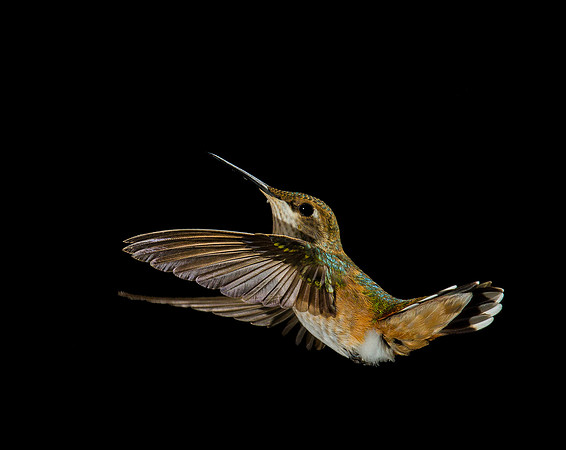 Victoria-Stamm-hummingbirds-On Gossamer Wings