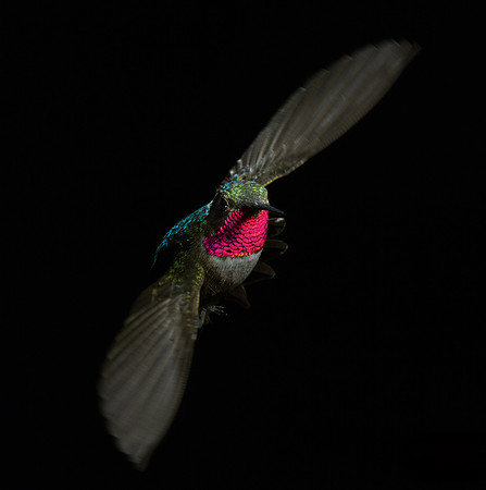 Stamm, Victoria, art, fine, flight, hummingbird, hummingbird, hummingbird, hummingbird, hummingbird, moments, photography