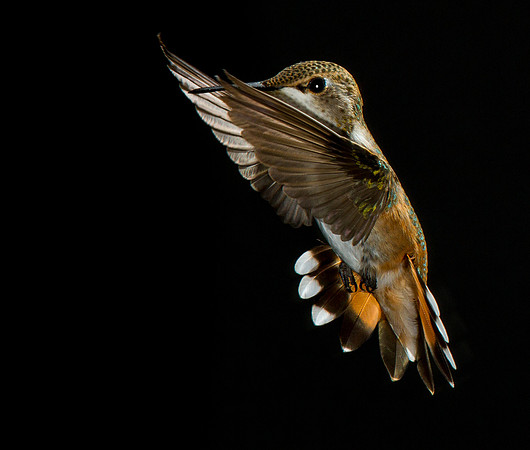 hummingbird, hummingbird photography, hummingbird fine art, Victoria Stamm, hummingbird flight, hummingbird moments