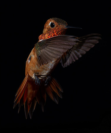 Stamm, Victoria, art, fine, flight, hummingbird, hummingbird, hummingbird, hummingbird, hummingbird, moments, photography