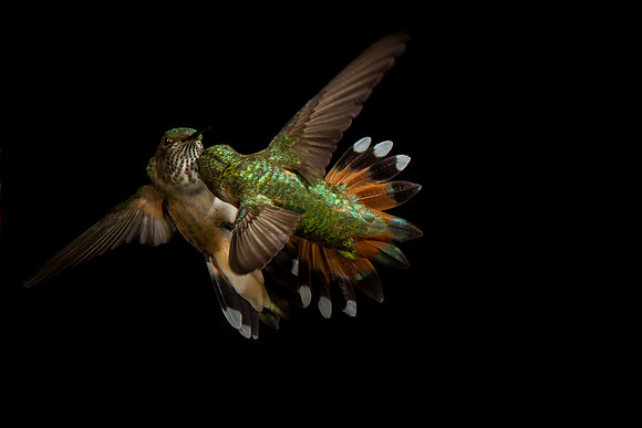 hummingbird, hummingbird photography, hummingbird fine art, Victoria Stamm, hummingbird flight, hummingbird moments