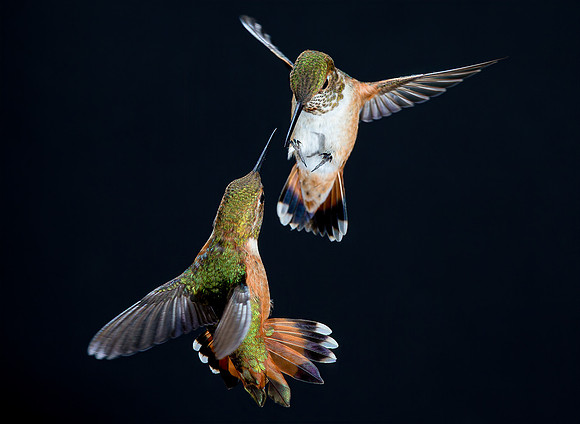 Stamm, Victoria, art, fine, flight, hummingbird, hummingbird, hummingbird, hummingbird, hummingbird, moments, photography