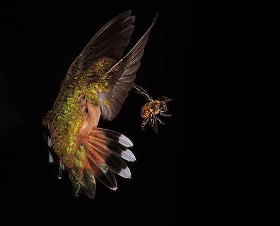 Stamm, Victoria, art, fine, flight, hummingbird, hummingbird, hummingbird, hummingbird, hummingbird, moments, photography