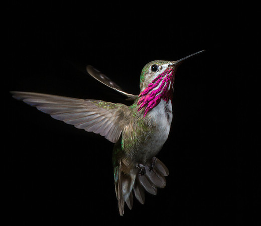 Stamm, Victoria, art, fine, flight, hummingbird, hummingbird, hummingbird, hummingbird, hummingbird, moments, photography