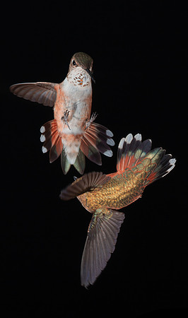 Stamm, Victoria, art, fine, flight, hummingbird, hummingbird, hummingbird, hummingbird, hummingbird, moments, photography