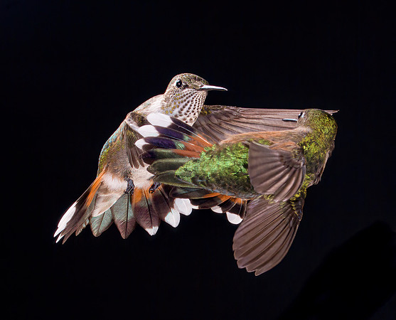 Stamm, Victoria, art, fine, flight, hummingbird, hummingbird, hummingbird, hummingbird, hummingbird, moments, photography