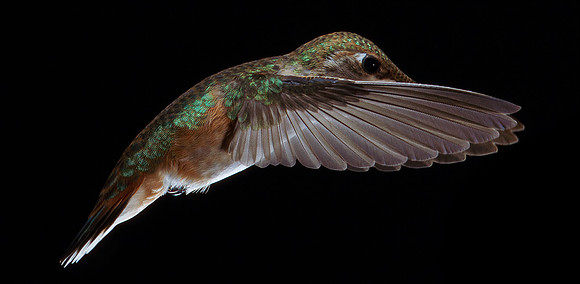 Stamm, Victoria, art, fine, flight, hummingbird, hummingbird, hummingbird, hummingbird, hummingbird, moments, photography