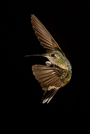 hummingbird, hummingbird photography, hummingbird fine art, Victoria Stamm, hummingbird flight, hummingbird moments
