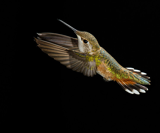 hummingbird, hummingbird photography, hummingbird fine art, Victoria Stamm, hummingbird flight, hummingbird moments