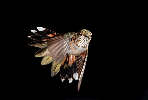 hummingbird, hummingbird photography, hummingbird fine art, Victoria Stamm, hummingbird flight, hummingbird moments