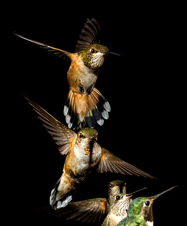 hummingbird, hummingbird photography, hummingbird fine art, Victoria Stamm, hummingbird flight, hummingbird moments