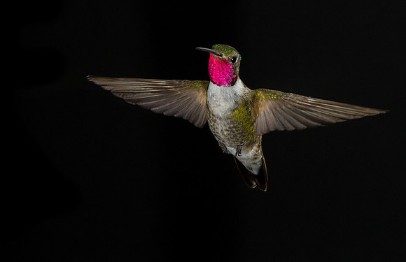 hummingbird, hummingbird photography, hummingbird fine art, Victoria Stamm, hummingbird flight, hummingbird moments